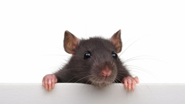 Am 25. Januar 2020 läuten die Chinesen das Jahr der Ratte ein.