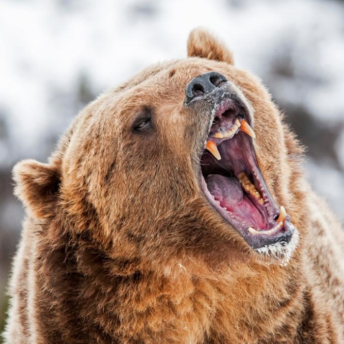 Gesicht völlig entstellt! Grizzly reißt Mann (61) den Unterkiefer ab