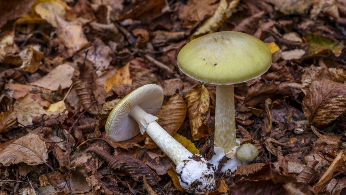 Der Gr&uuml;ne Knollenbl&auml;tterpilz (Amanita phalloides) gilt als der giftigste Pilz Deutschlands. (Foto)