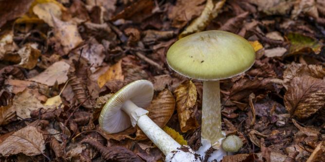 Knollenblätterpilz, Raukopf und Co.