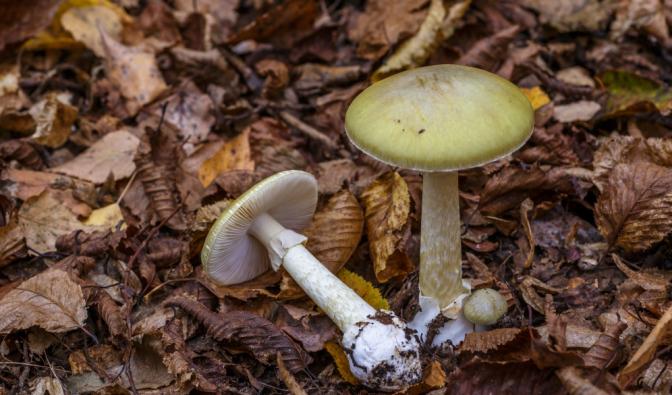 Knollenblätterpilz, Raukopf und Co.