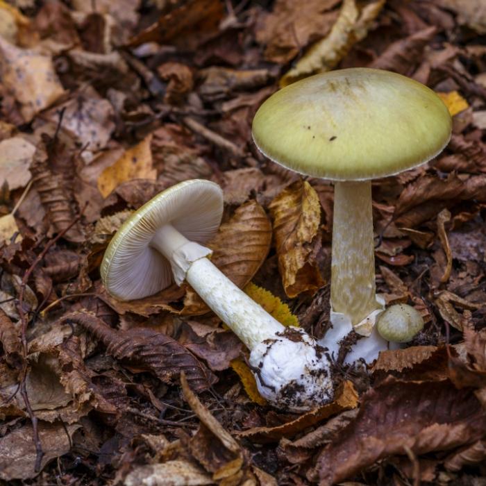 Der Grüne Knollenblätterpilz (Amanita phalloides) gilt als der giftigste Pilz Deutschlands.