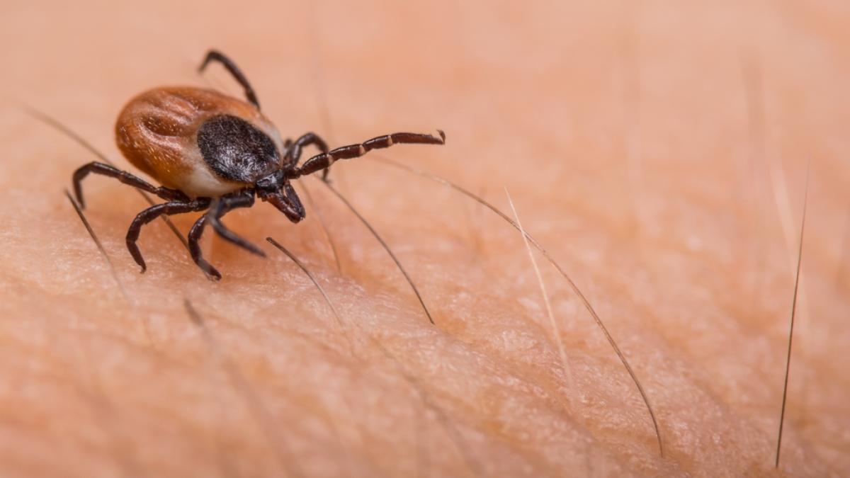 Hirschzecken k&ouml;nnen das potenziell gef&auml;hrliche Powassan-Virus &uuml;bertragen. (Foto)