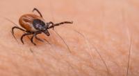Hirschzecken können das potenziell gefährliche Powassan-Virus übertragen.