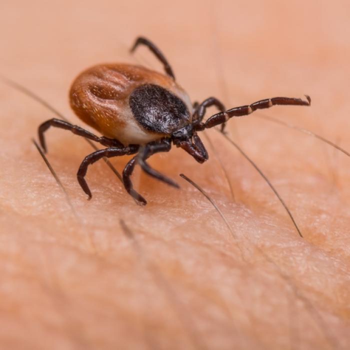 Horror-Erreger auf dem Vormarsch! Behörde warnt vor Zecken-Virus