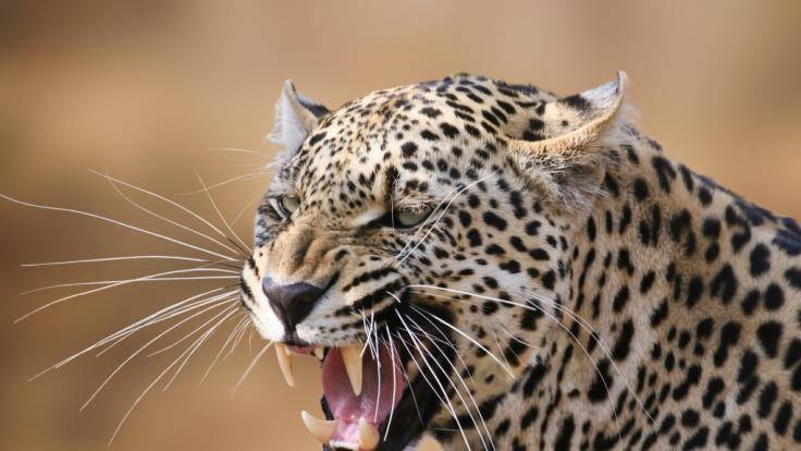 Ein Mädchen (9) wurde in Nepal von einem Leoparden getötet. (Symbolbild)