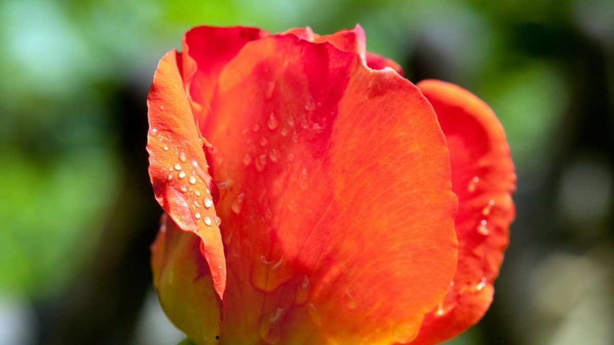 Rose - K&ouml;nigin der Blumen bei 3sat (Foto)