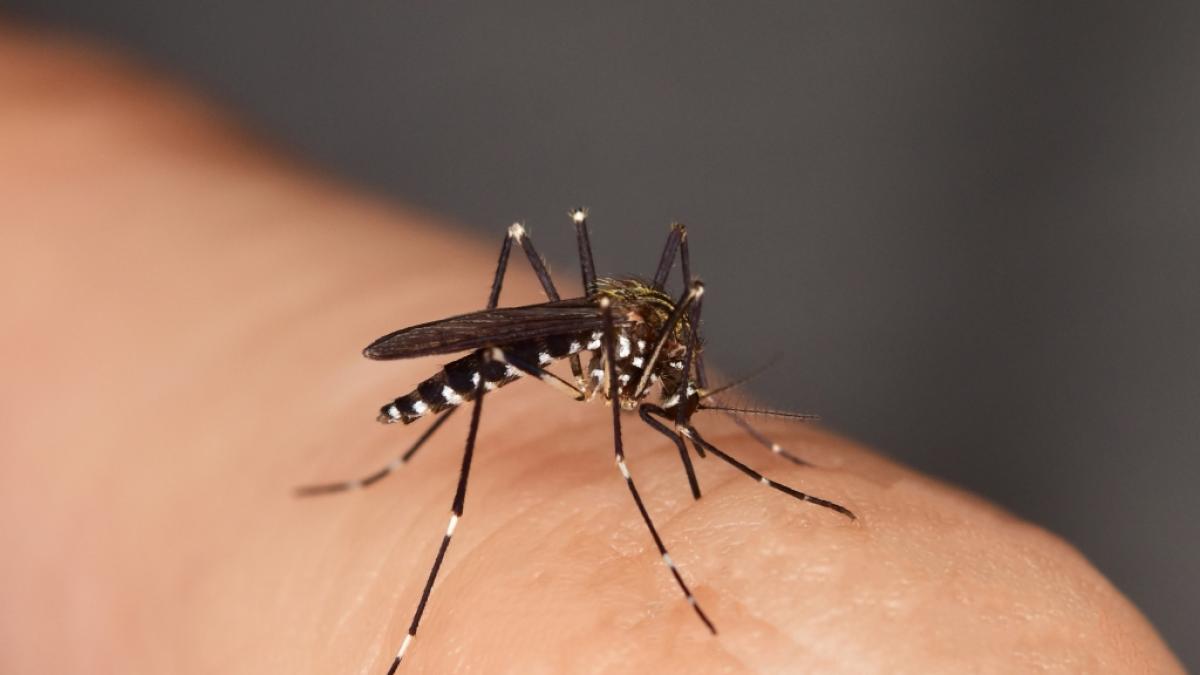 Das Japanische-Enzephalitis-(JE-)Virus wird auch durch Moskitos &uuml;bertragen. (Symbolfoto) (Foto)