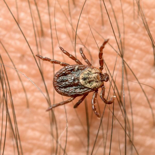 Warnung vor Borreliose - so schützen Sie sich effektiv vor Zecken