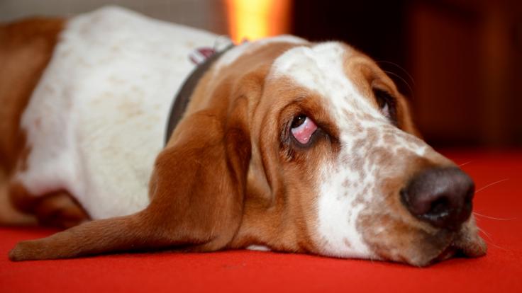 Ein Mann in den USA soll sich mehrfach an einem Basset Hound vergangen haben (Symbolbild).