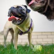 Der viereinhalbjährige Altdeutsche Mops Emma war bei den Berliner Mopsrennen 2016 und 2017 die schnellste Läuferin.