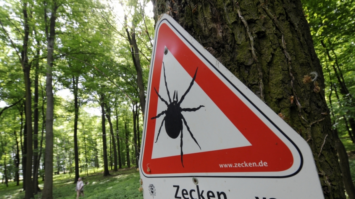 Lauern Zecken wirklich auf B&auml;umen? news.de kl&auml;rt auf.&nbsp; (Foto)