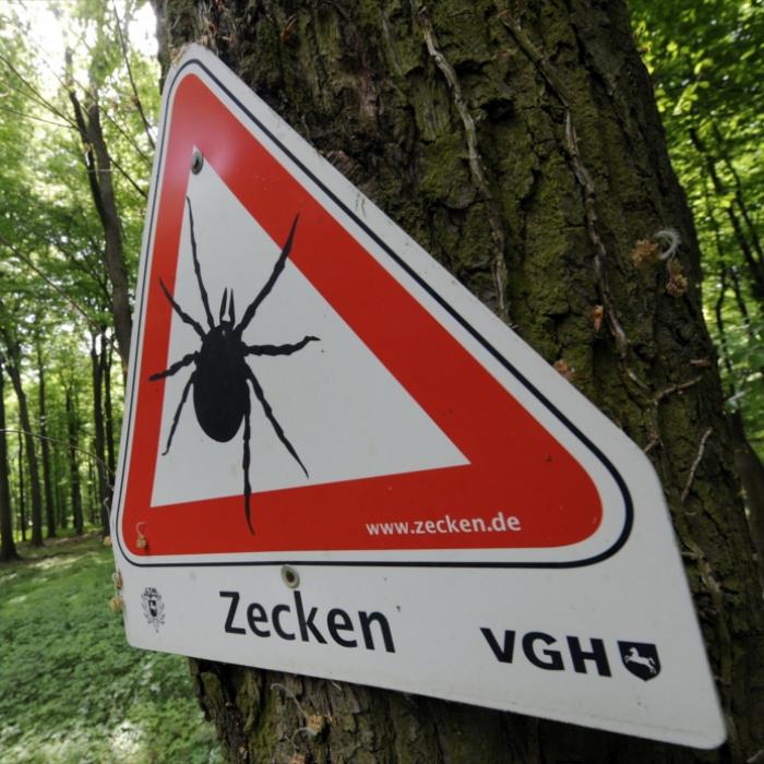 Das sind die 5 größten Irrtümer über Zecken