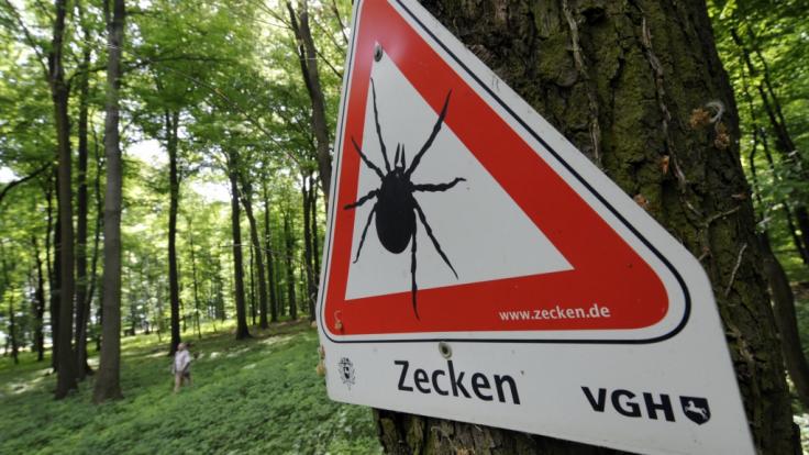 Lauern Zecken wirklich auf Bäumen? news.de klärt auf.