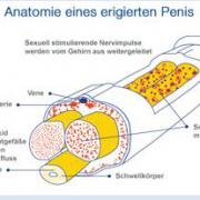 Für eine Erektion ist ein kompliziertes Zusammenspiel verschiedener anatomischer Funktionen notwendig.