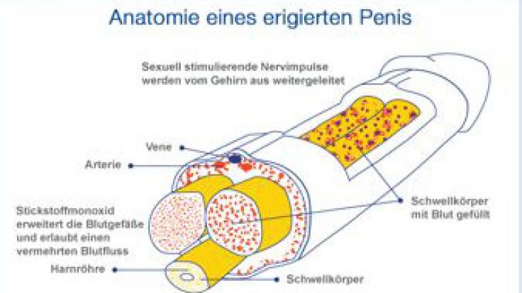 Für eine Erektion ist ein kompliziertes Zusammenspiel verschiedener anatomischer Funktionen notwendig.