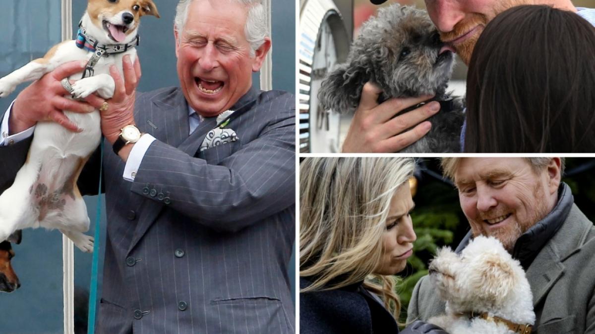 Echt tierisch, diese Royals! K&ouml;nig Charles III., Prinz Harry und das niederl&auml;ndische K&ouml;nigspaar Maxima und Willem-Alexander sind allesamt auf den Hund gekommen. (Foto)