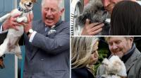Echt tierisch, diese Royals! König Charles III., Prinz Harry und das niederländische Königspaar Maxima und Willem-Alexander sind allesamt auf den Hund gekommen.