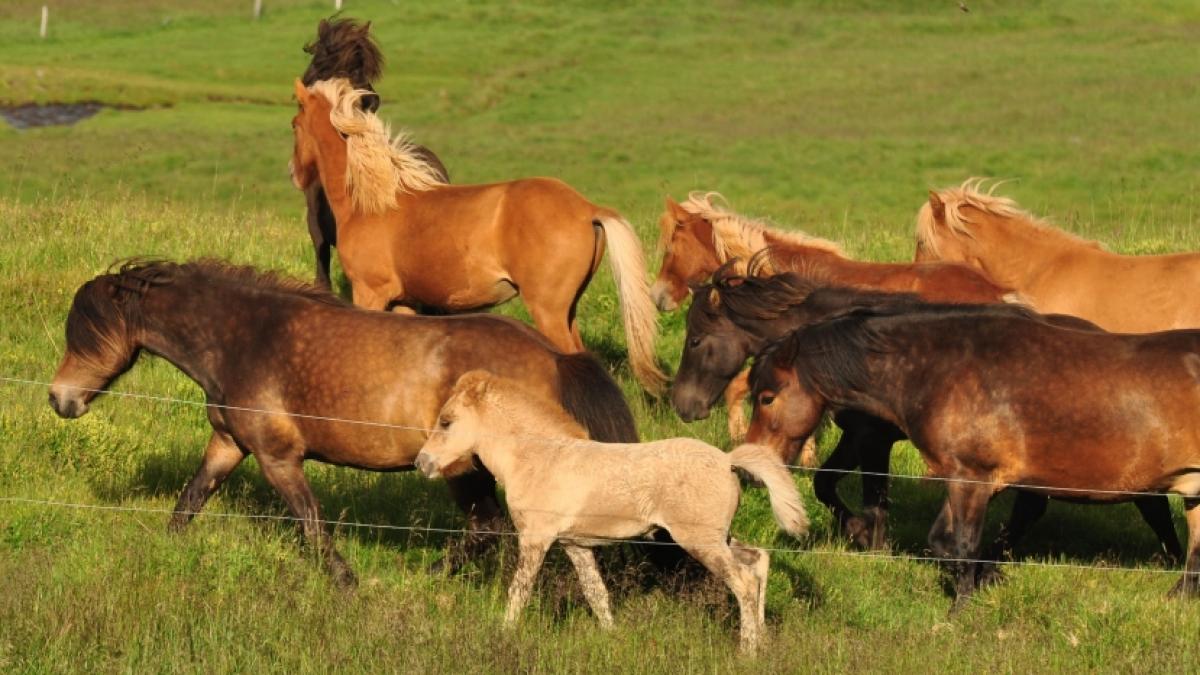 Ein Mann wurde von einer &Uuml;berwachungskamera beim Pony-Missbrauch aufgezeichnet. (Foto)