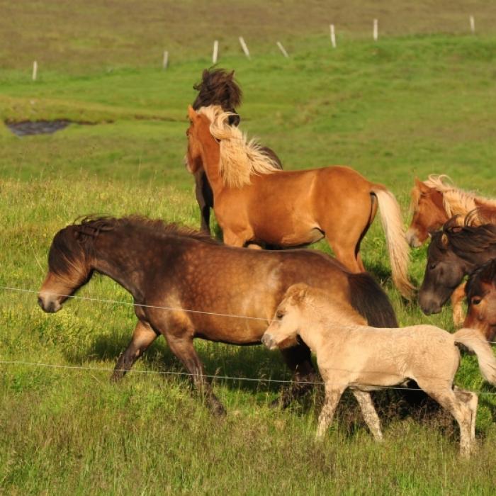 Ekel-Video zeigt! Tier-Schänder bei Pony-Missbrauch erwischt
