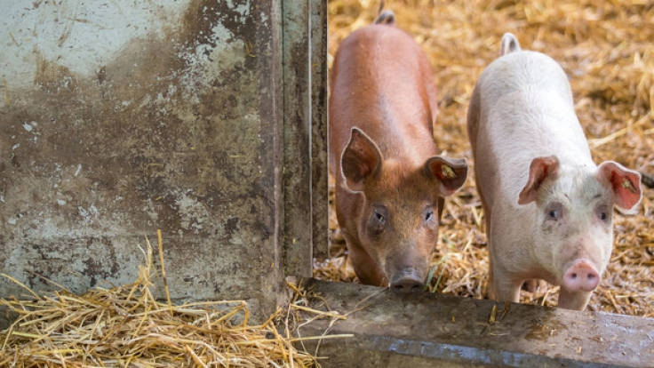 Ist Schweinefleisch für den Anstieg der Hepatitis-E-Infektionen in Deutschland verantwortlich?