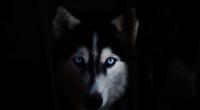 In England zerfleischte ein Husky eine Frau 45 Minuten lang.