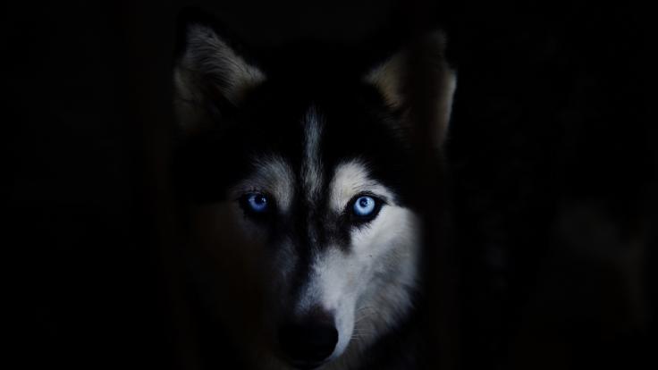 In England zerfleischte ein Husky eine Frau 45 Minuten lang.