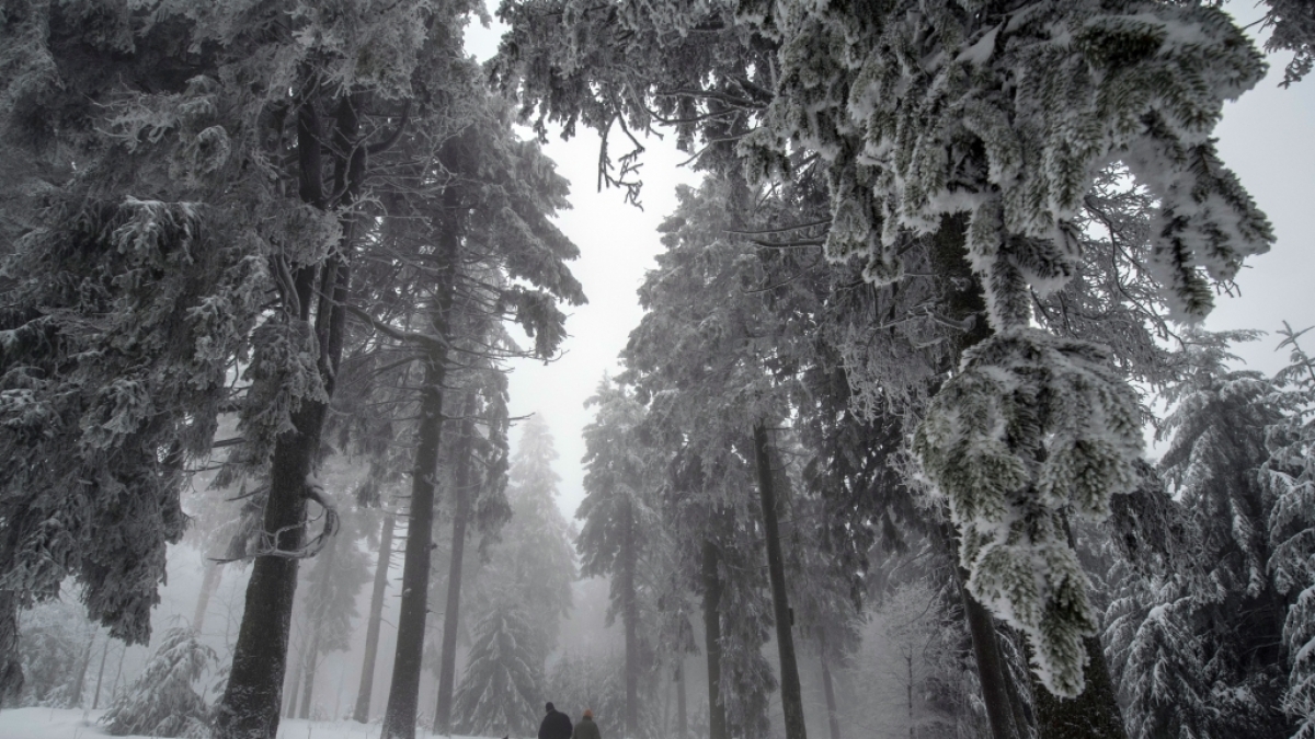 Zur Strafe soll eine russische Mutter ihr Kind im Wald ausgesetzt haben (Symbolbild). (Foto)