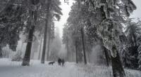 Zur Strafe soll eine russische Mutter ihr Kind im Wald ausgesetzt haben (Symbolbild).