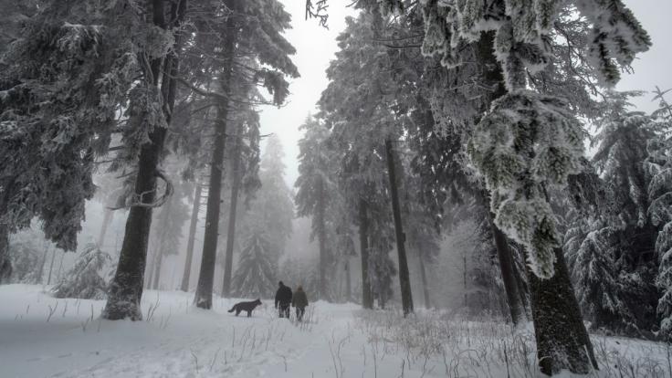 Zur Strafe soll eine russische Mutter ihr Kind im Wald ausgesetzt haben (Symbolbild).