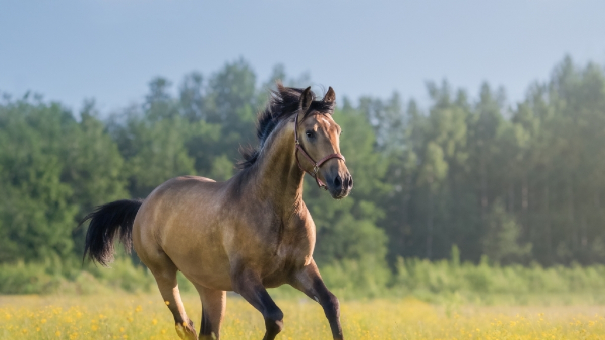 In &Ouml;sterreich wurde ein M&auml;dchen von einem Pferd t&ouml;dlich am Kopf verletzt. (Symbolfoto) (Foto)