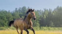 In Österreich wurde ein Mädchen von einem Pferd tödlich am Kopf verletzt. (Symbolfoto)