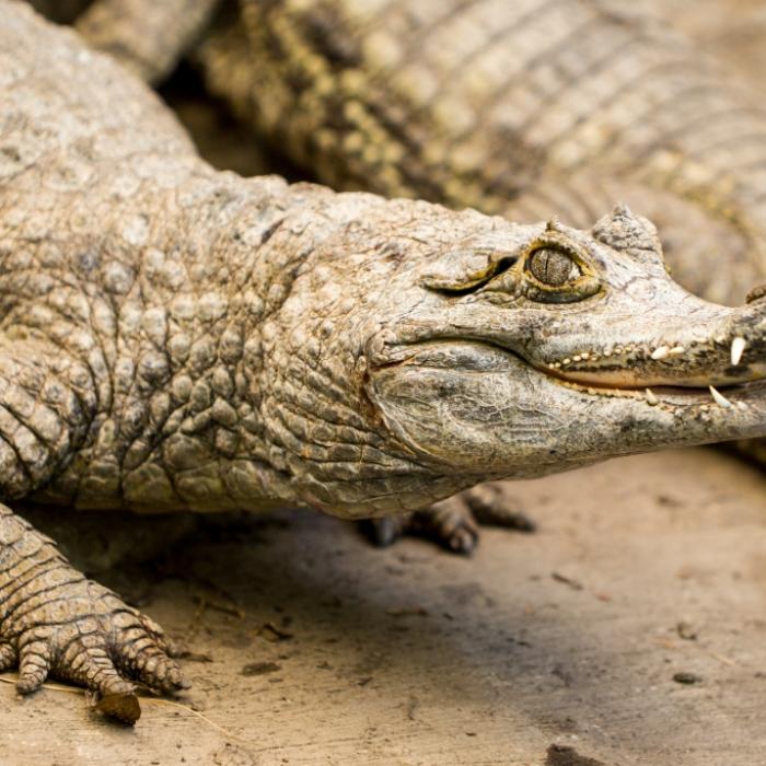 Hunderte Krokodile verharren an Strand! Ist das der Vorbote einer Katastrophe?