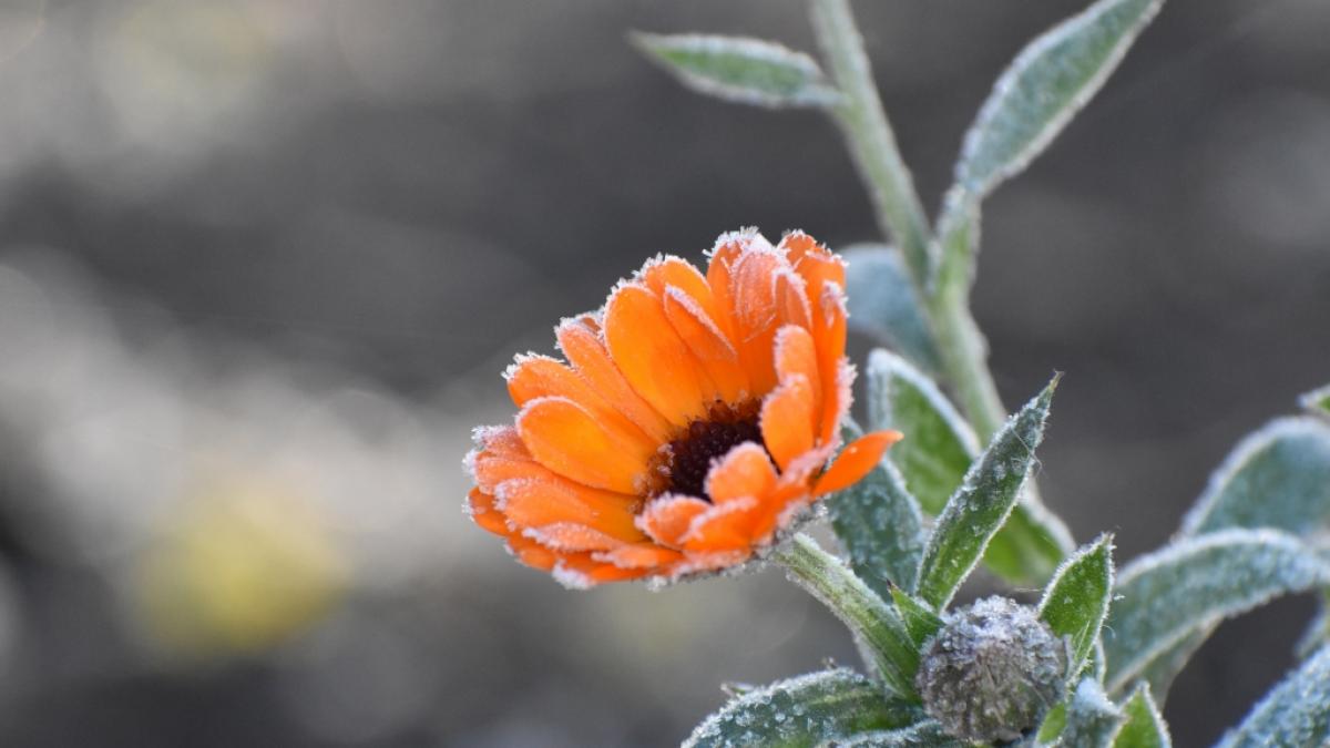 F&uuml;r den August 2020 sagt der 100-j&auml;hrige Kalender Frost voraus. (Foto)