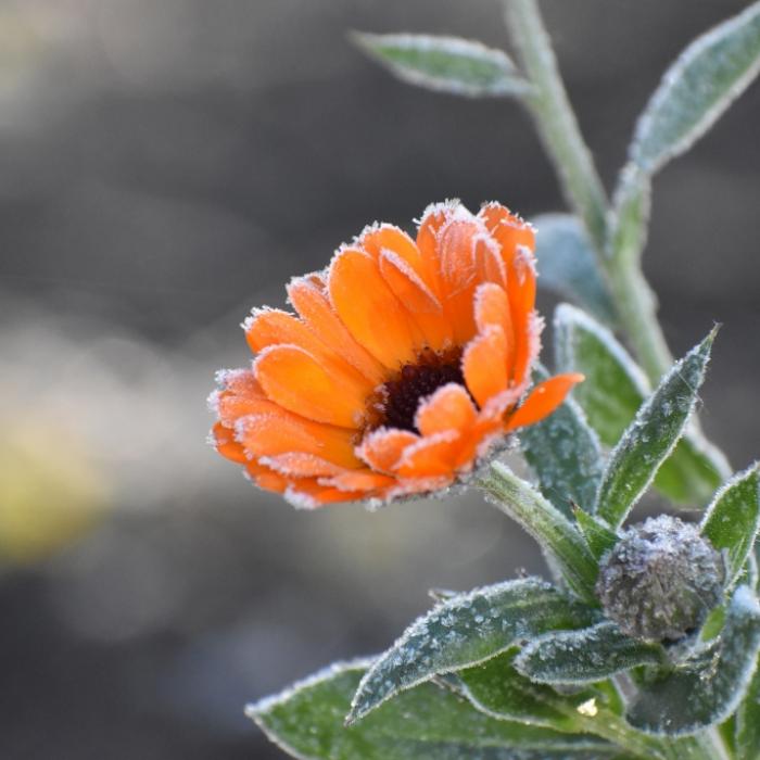 Frost? DIESES Wetter sagt der 100-jährige Kalender im August voraus