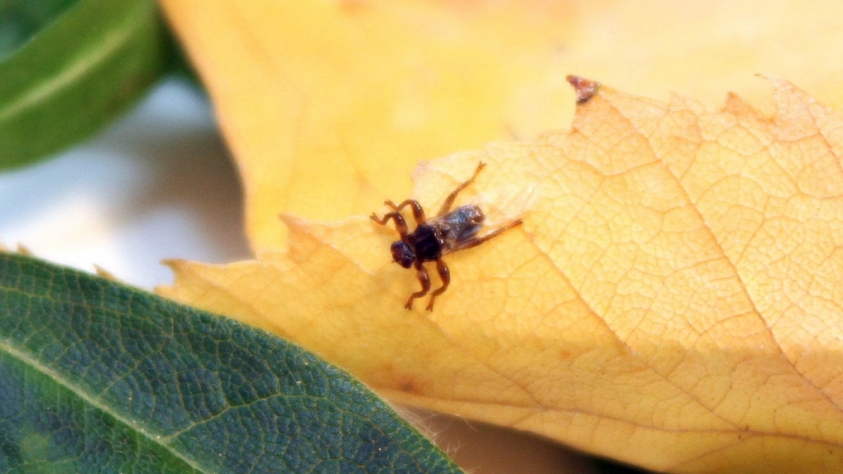 Eine Hirschlausfliege sitzt auf einem Blatt. Nicht nur Zecken machen Waldspazierg&auml;ngern zu schaffen. (Foto)