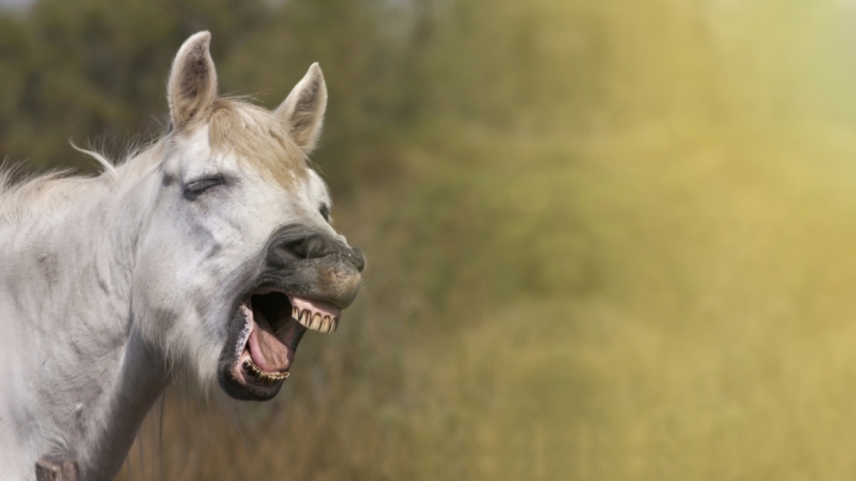 Lachen ist gesund! (Foto)