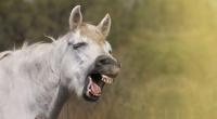 Lachen ist gesund!
