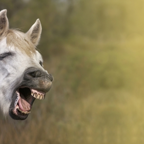 Die 40 besten Flachwitze zum Totlachen