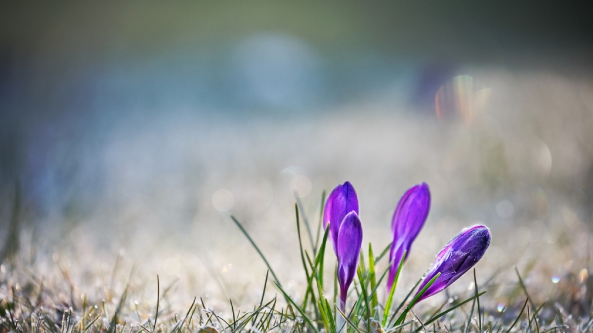 Wird das Wetter im M&auml;rz fr&uuml;hlingshaft? (Foto)