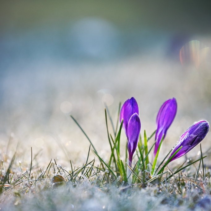 Warmer Frühling? Das sagt der 100-jährige Kalender