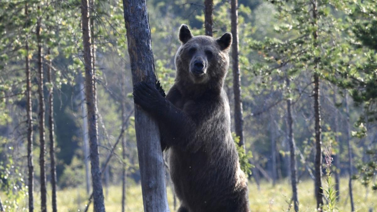 Ein Grizzly-B&auml;r hat eine Schulklasse angegriffen und mehrere Kinder verletzt (Symbolbild). (Foto)
