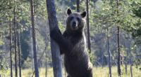 Ein Grizzly-Bär hat eine Schulklasse angegriffen und mehrere Kinder verletzt (Symbolbild).