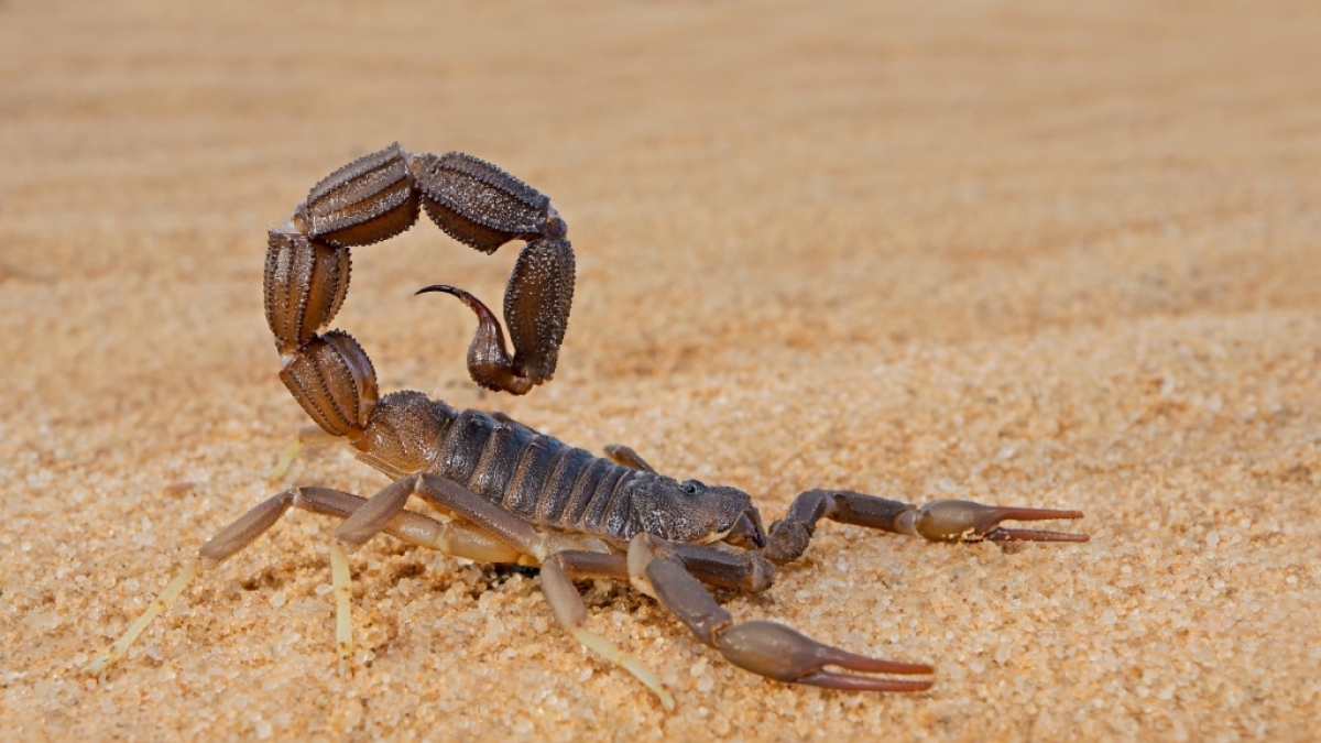 In &Auml;gypten wurden Tausende Skorpione und Schlangen durch Regenf&auml;lle aus ihren Verstecken gejagt. Mehr als 500 Menschen mussten wegen Skorpionstichen behandelt werden. (Foto)