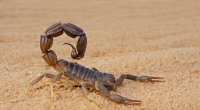 In Ägypten wurden Tausende Skorpione und Schlangen durch Regenfälle aus ihren Verstecken gejagt. Mehr als 500 Menschen mussten wegen Skorpionstichen behandelt werden.