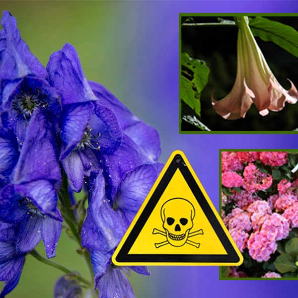 Diese Blumen sind Gift im Garten