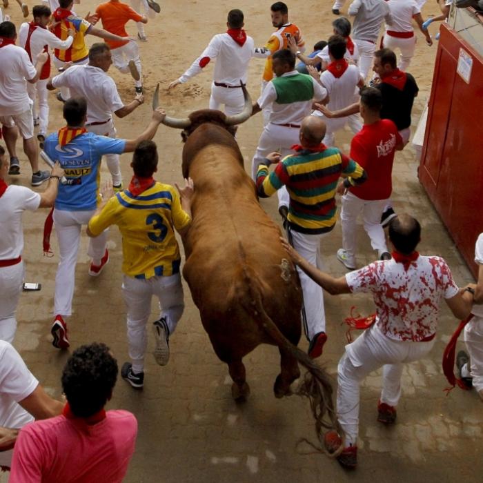 Stier 