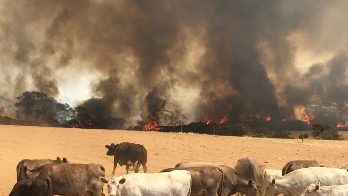 Rinder vor einer Feuerwand auf der K&auml;nguru-Insel in Australien. (Foto)