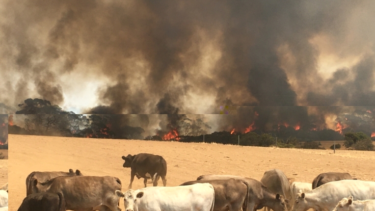 Rinder vor einer Feuerwand auf der Känguru-Insel in Australien.