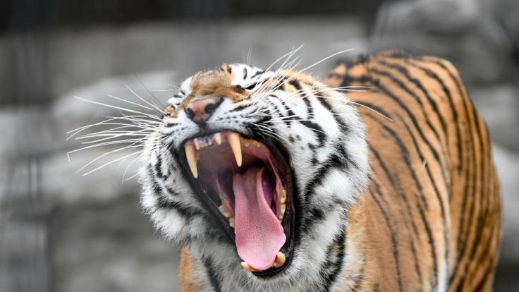 Ein Tiger hat eine Zoobesucherin schwer verletzt. (Symbolbild)